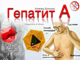 Вирусный Гепатит А Вирусный Гепатит А.